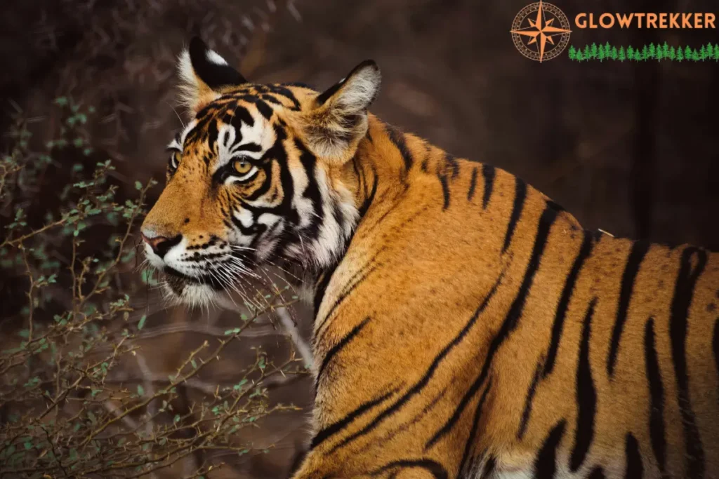 Ranthambore National Park