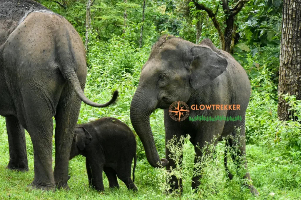 Jim Corbett National Park Safari
