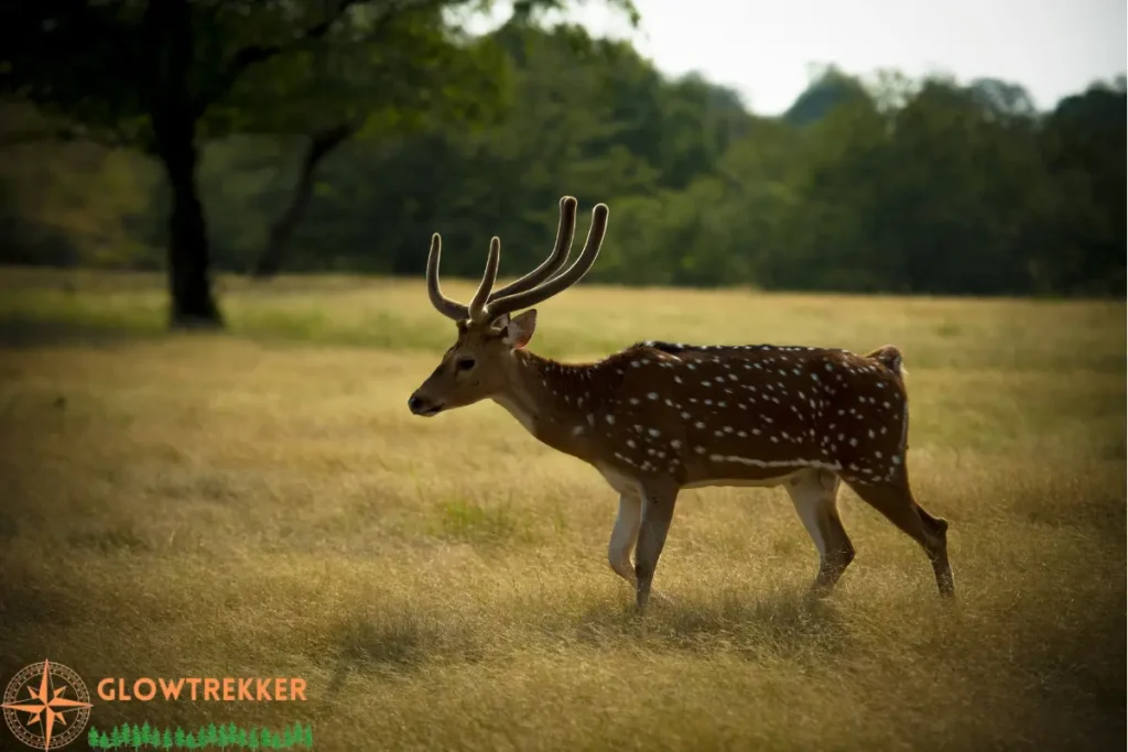 Ranthambore National Park